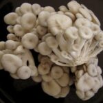 Veja como preparar seu cogumelo shimeji!