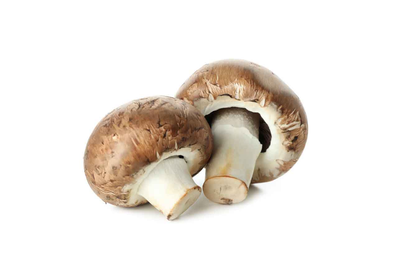 cogumelos comestiveis
