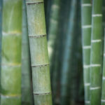 Fibra de Bambu: descubra como utilizá-la.